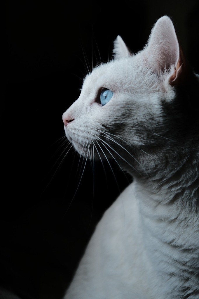 A white cat pictured side on 